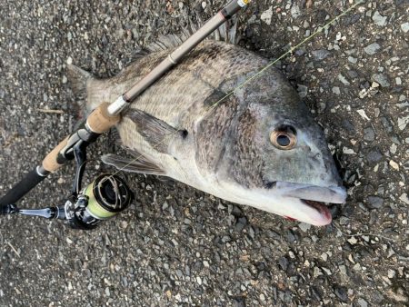 パン鯉で釣れたのは？