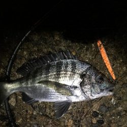 トップに出てきたチヌ