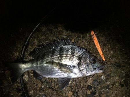 トップに出てきたチヌ