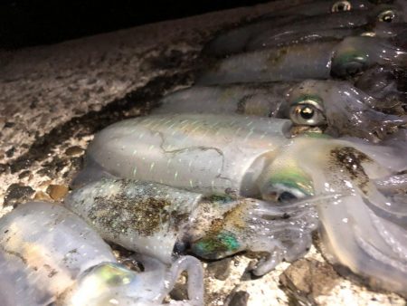 ナイトエギング