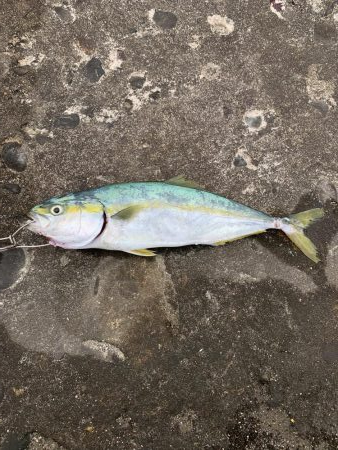 朝マズメ夕マズメ