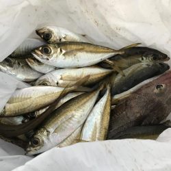 新子渋々、豆アジ大漁f^_^;