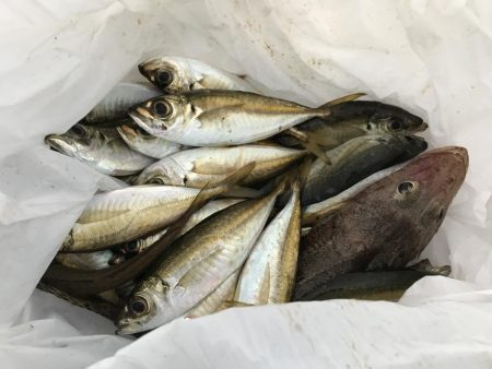 新子渋々、豆アジ大漁f^_^;