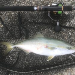 ハマチ・ツバス・サゴシ・タチ