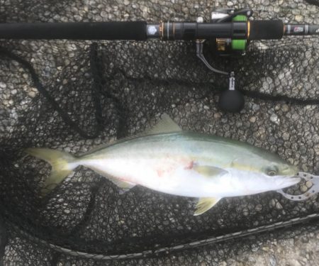 ハマチ・ツバス・サゴシ・タチ