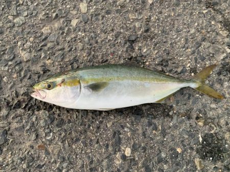 タチウオハマチ狙い