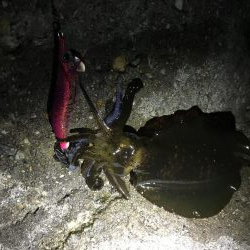 なんとかアオリ