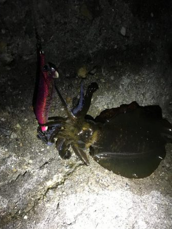 なんとかアオリ