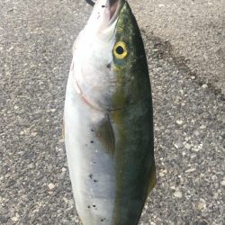 ワインド不発…しかし青物