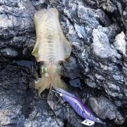 磯からエギング