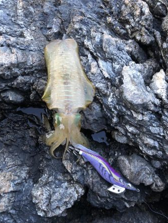 磯からエギング