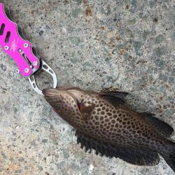 オオモンハタ カンパチ ヒラメ