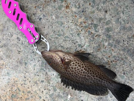 オオモンハタ カンパチ ヒラメ