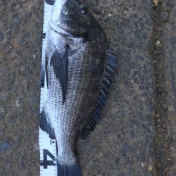 イチノ兄弟、釣果!