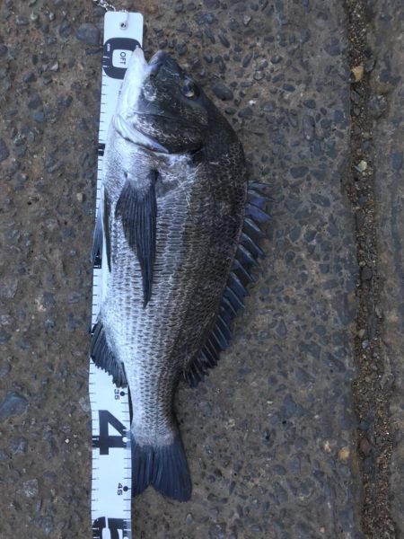 イチノ兄弟、釣果！