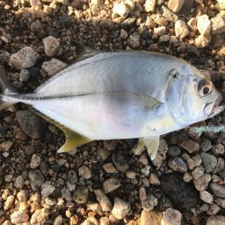 初めてメッキ釣りましまた!