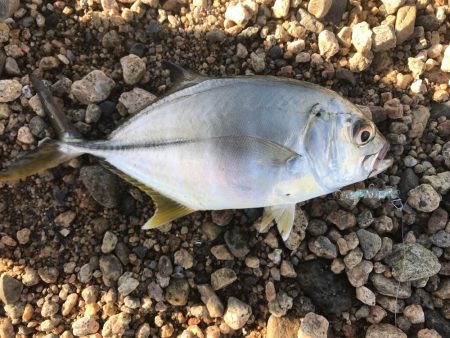 初めてメッキ釣りましまた!