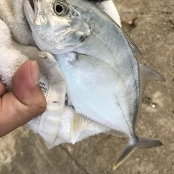 入れ食いメッキ!