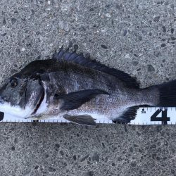 イチノ兄弟、釣果!