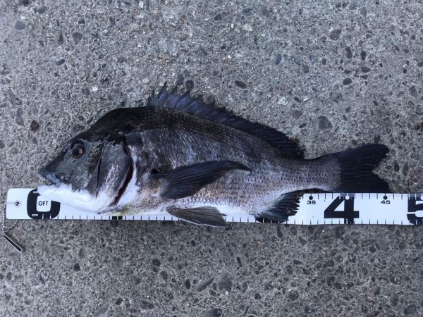 イチノ兄弟、釣果！