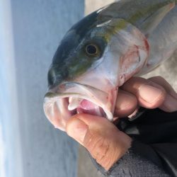 ツバス→ハマチ