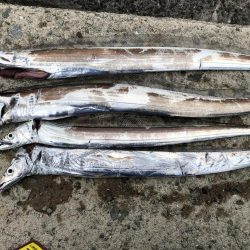 人工島タチウオ調査