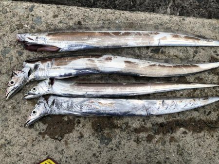 人工島タチウオ調査