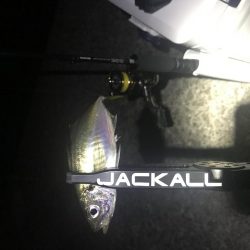 NEWロッドでのアジング