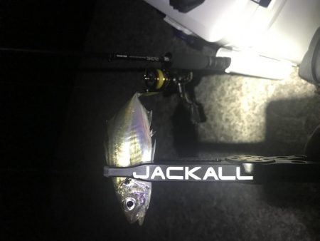 NEWロッドでのアジング