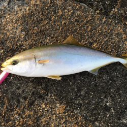 ビギナーズラック発動