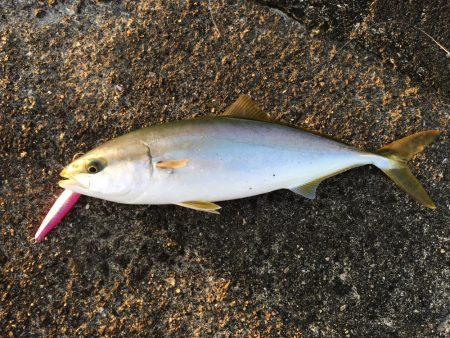 ビギナーズラック発動