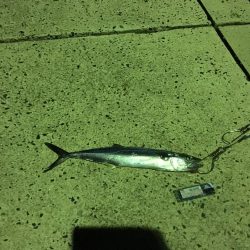 小さなサゴシの回遊アリ