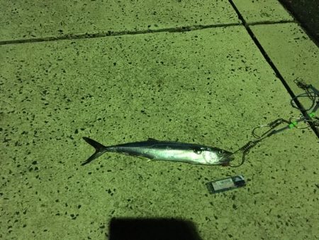 小さなサゴシの回遊アリ