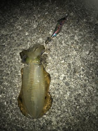 秋イカシーズです