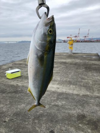 台風接近の中…シイラ?!