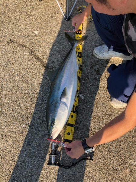 初鰤頂きました