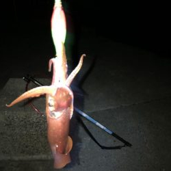 剣先なんとかツ抜け