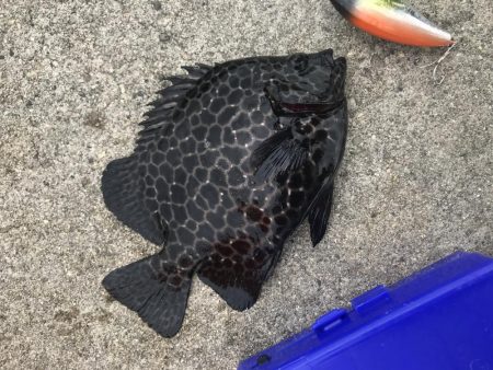 カワハギ釣りにきたでござるの巻