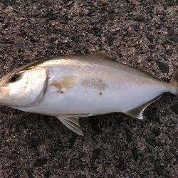 ライトショアジギング エギング