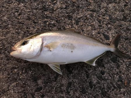 ライトショアジギング エギング