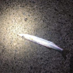 青物は釣れませんでした