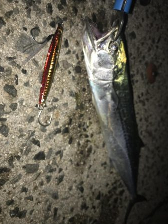 夕まずめにちょこっと