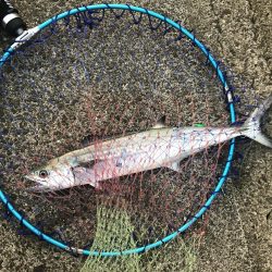 久しぶりに青物