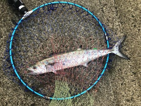 久しぶりに青物