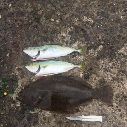 アジ飲ませ、ぶっ込み