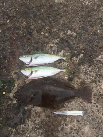 アジ飲ませ、ぶっ込み