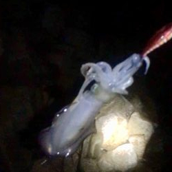 熱帯夜の新子調査