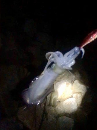 熱帯夜の新子調査