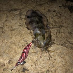 今シーズン2回目のエギング