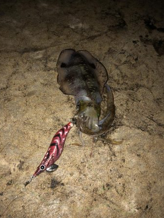 今シーズン2回目のエギング